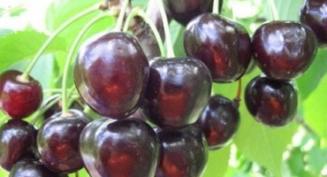 Popis odrůdy assol třešně, vlastnosti plodů a pravidla péče